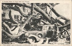 Twisted Mass of Huge Oaks and Maples - Great New England Hurricane of 1938 Disasters Postcard Postcard Postcard