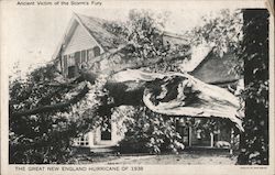 Ancient Victim of the Storm's Fury - Great New England Hurricane Disasters Postcard Postcard Postcard