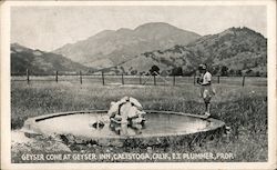 Geyser Cone at Geyser Inn Calistoga, CA Postcard Postcard Postcard