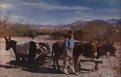 Gold Prospector Mining Postcard Postcard Postcard