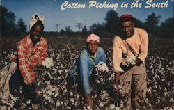 Cotton Picking in the South Postcard