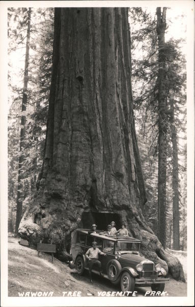 Wawona Tree Yosemite National Park, CA Postcard