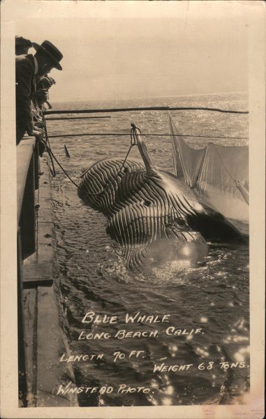 Blue Whale Long Beach, CA Winstead Photo Postcard