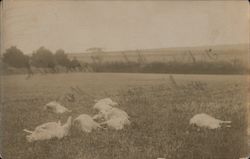 Sheep Napping Postcard