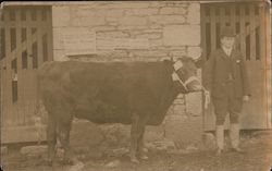 An old picture of a cow Postcard