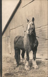 Chestnut Sorrel English Shire Stallion Carthage, IL Horses Postcard Postcard Postcard