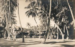 Bungalow and Palm Trees, 234 Beach Walk Honolulu, HI Postcard Postcard Postcard