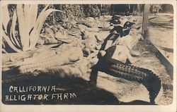 Aligator Farm California Postcard Postcard Postcard