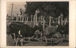 Flock of Ostriches Postcard