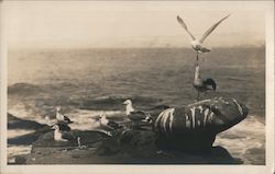 Gulls on Rocks Along the Ocean Shore Postcard