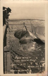 Blue Whale Postcard