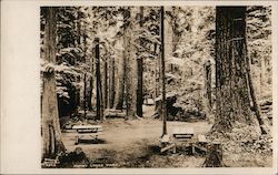 Picnic tables at Money Creek Park Skykomish, WA Postcard Postcard Postcard