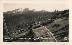 White Mt and trees Kiled by Lanssans Volcanic Blast Postcard