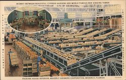 Packing House Interior, Waverly Growers Cooperative Postcard