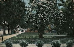 View on East Colorado Street - Flowering Tree Postcard