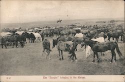 The "Rangler" Bringing in the Horses Wyoming Cowboy Western Postcard Postcard Postcard