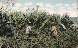 Cutting Sugar Cane, Territory Of Hawaii Postcard