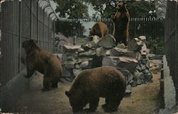 Brown Bear Exhibit, Idora Park Oakland, CA Postcard Postcard Postcard