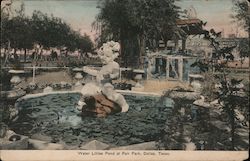 Water Lillies Pond at Fair Park Postcard