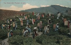 Tea Estate with Pluckers at work Postcard