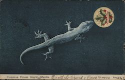 Common House Lizard Manila, Philippines Southeast Asia Postcard Postcard Postcard