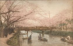 Cherry Blossom Scene on River Japan Postcard Postcard Postcard