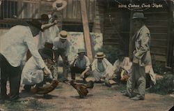 2018 Cuban Cock Fight Postcard Postcard Postcard