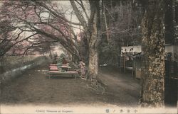 Cherry Blossom at Koganei Tokyo, Japan Postcard Postcard Postcard