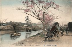 Cherry Blossom at Horiwari Negishi Postcard