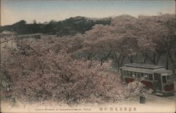 Cherry Blossom at Akasaka-mitsuke Postcard