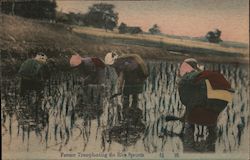 Farmer Transplanting the Rice Sprouts Postcard