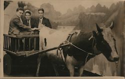 Men in Wooden Cart Pulled by a Cow, Having Their Picture Made Postcard