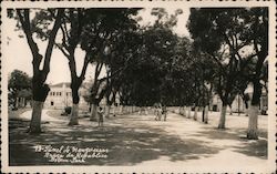 Tunnel of Mango Trees, Republic Square Postcard