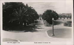 Palm Avenue Postcard