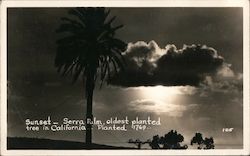 Sunset - Serra Palm, Oldest Planted Tree in California, 1769 Postcard