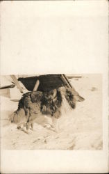 Collie Dog in the Snow Postcard