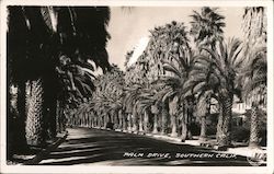 Palm Drive, Southern Calif. Postcard