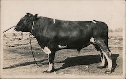 Unknown Champion Steer Postcard