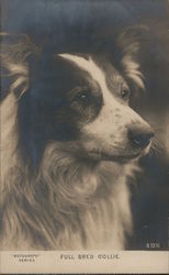 Full Bred Collie Postcard