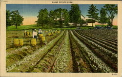 Maine Potato Farm Postcard