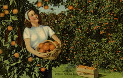 Orange Picking Time In Florida Postcard