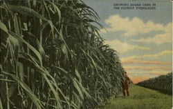 Growing Sugar Cane Scenic, FL Postcard Postcard