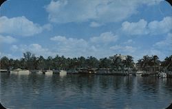 Municipal Yacht Basin, Fort Myers, Fla Postcard