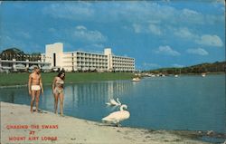 Chasing the Swans at Mount Airy Lodge Postcard