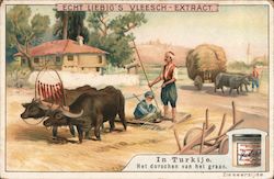 Turkish men harvesting wheat with oxen Trade Card Trade Card Trade Card