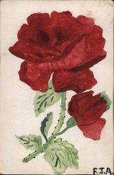 Rose Postcard