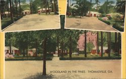 Woodland in the Pines Postcard