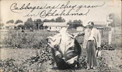 Exaggerated Giant Cabbage, Cabbages they grow in Oklahoma Postcard