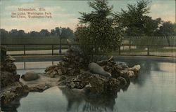 Sea Lions, Washington Park Milwaukee, WI Postcard Postcard Postcard