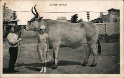 Lone Star, the Largest Known Cow to Live Postcard